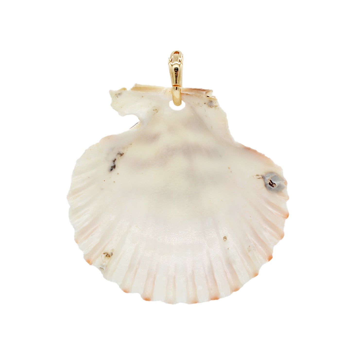 Scallop Shelly Charm-Size Small