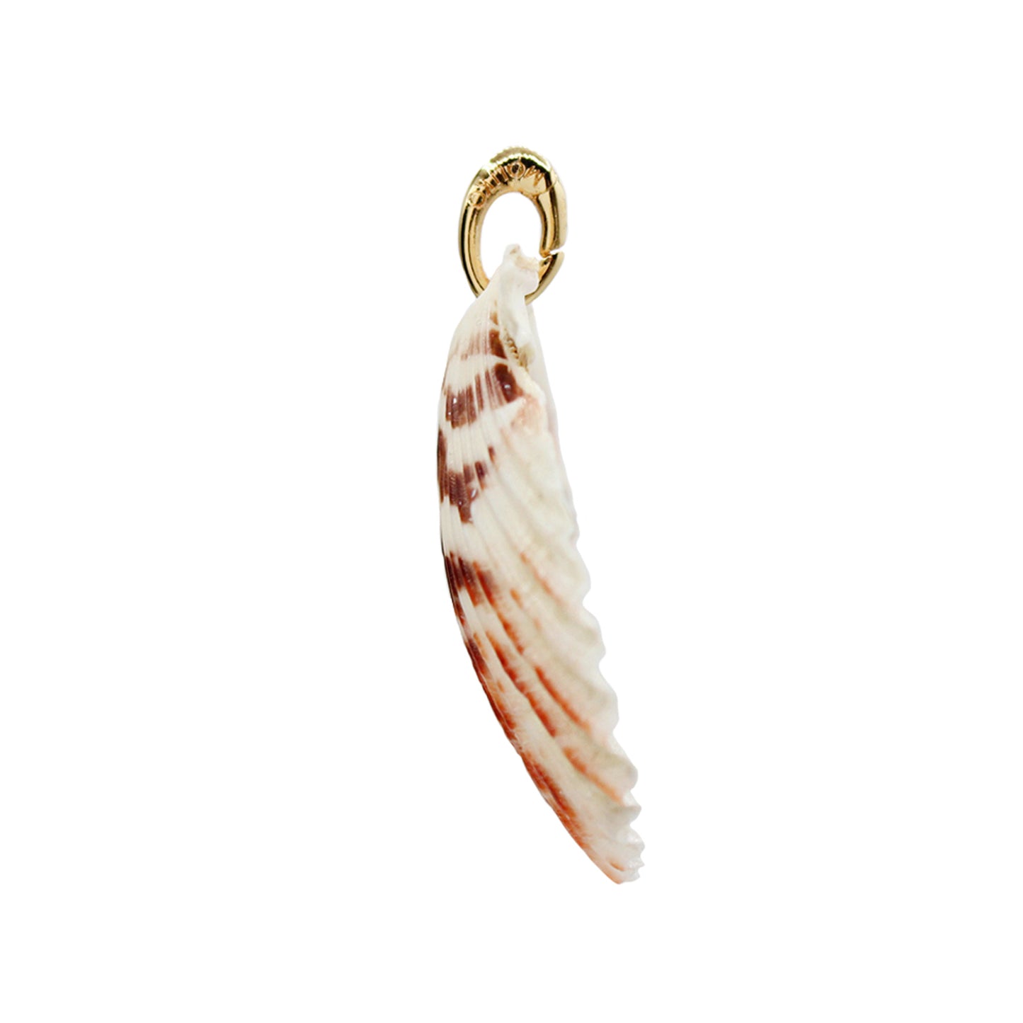 Scallop Shelly Charm-Size Small