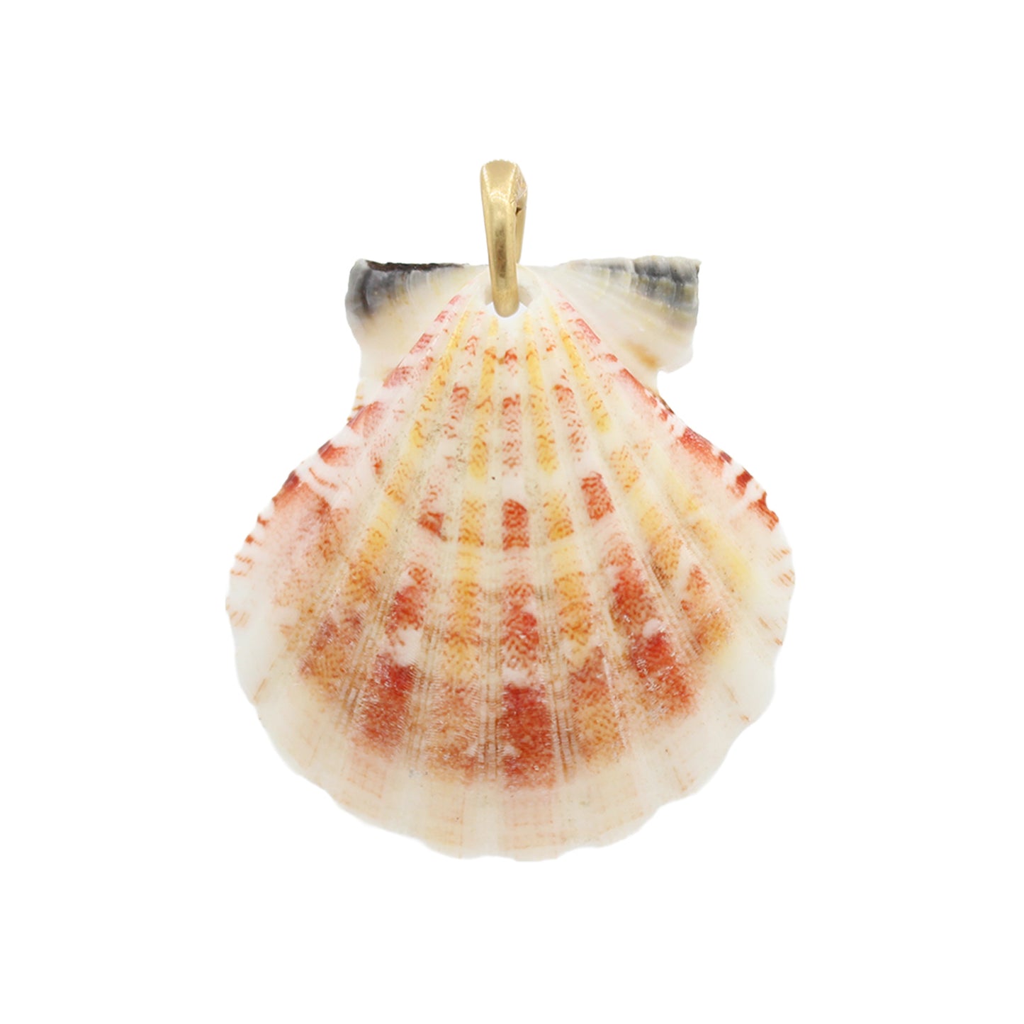 Shell Pendant Necklace -Size Medium