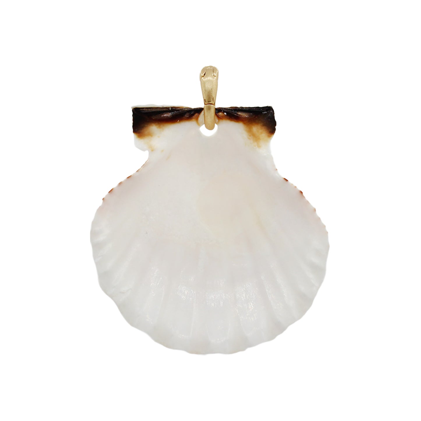 Shell Pendant Necklace -Size Medium
