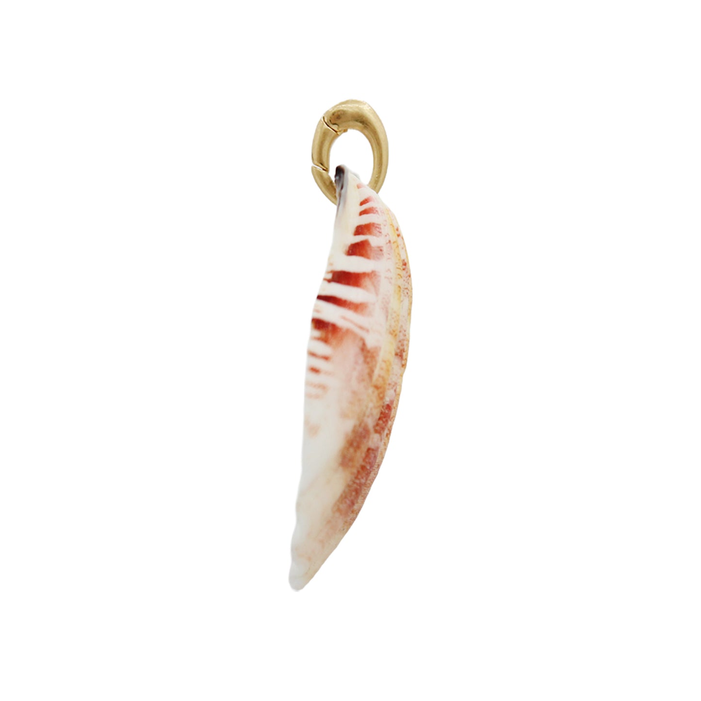 Shell Pendant Charm - Size Medium