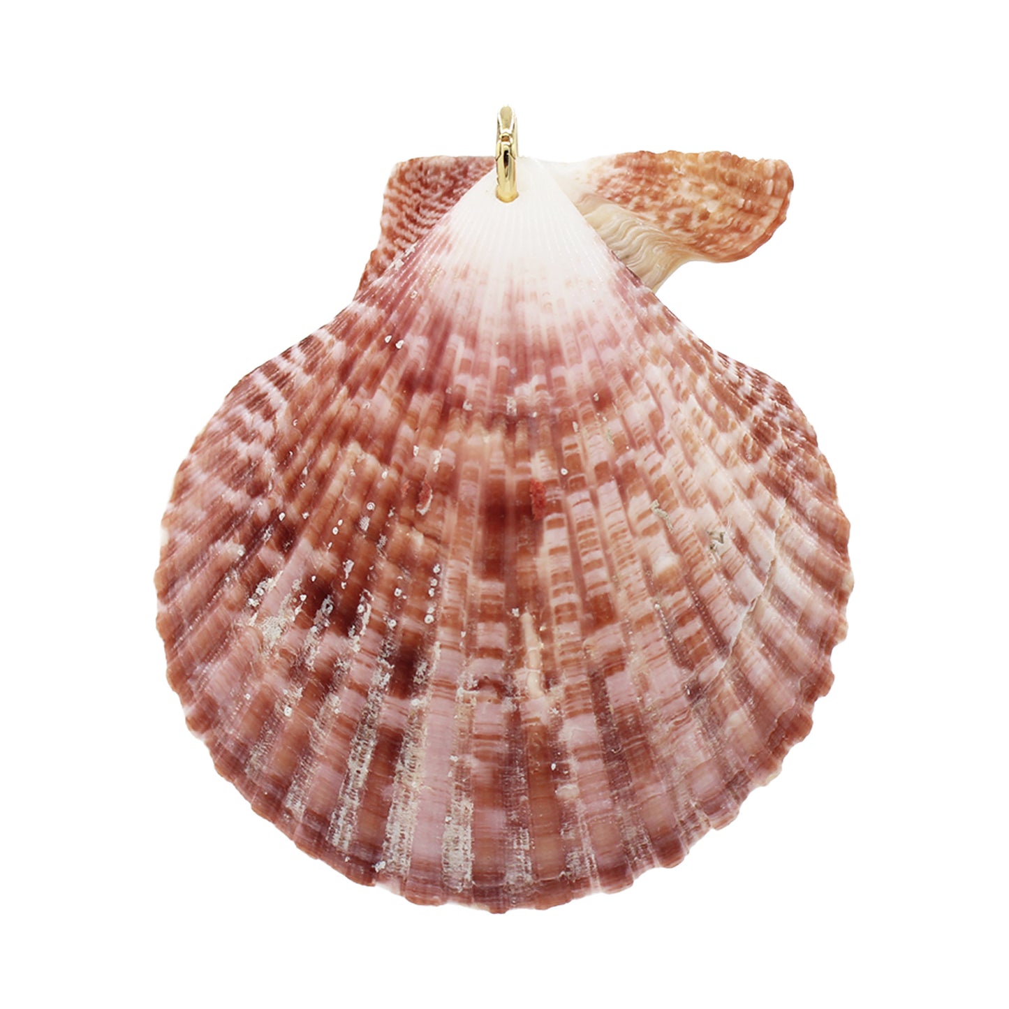 Colossal Shell Pendant Charm- Size Colossal