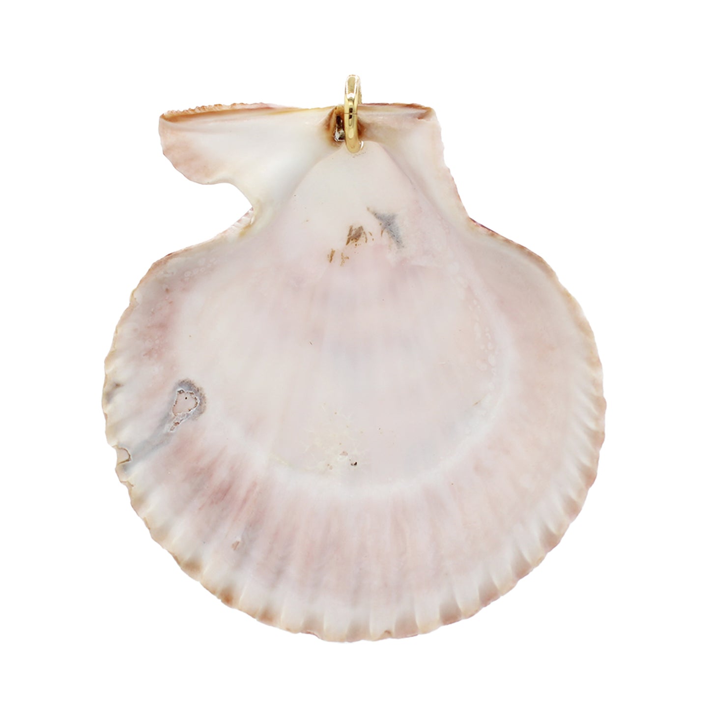 Colossal Shell Pendant Charm- Size Colossal
