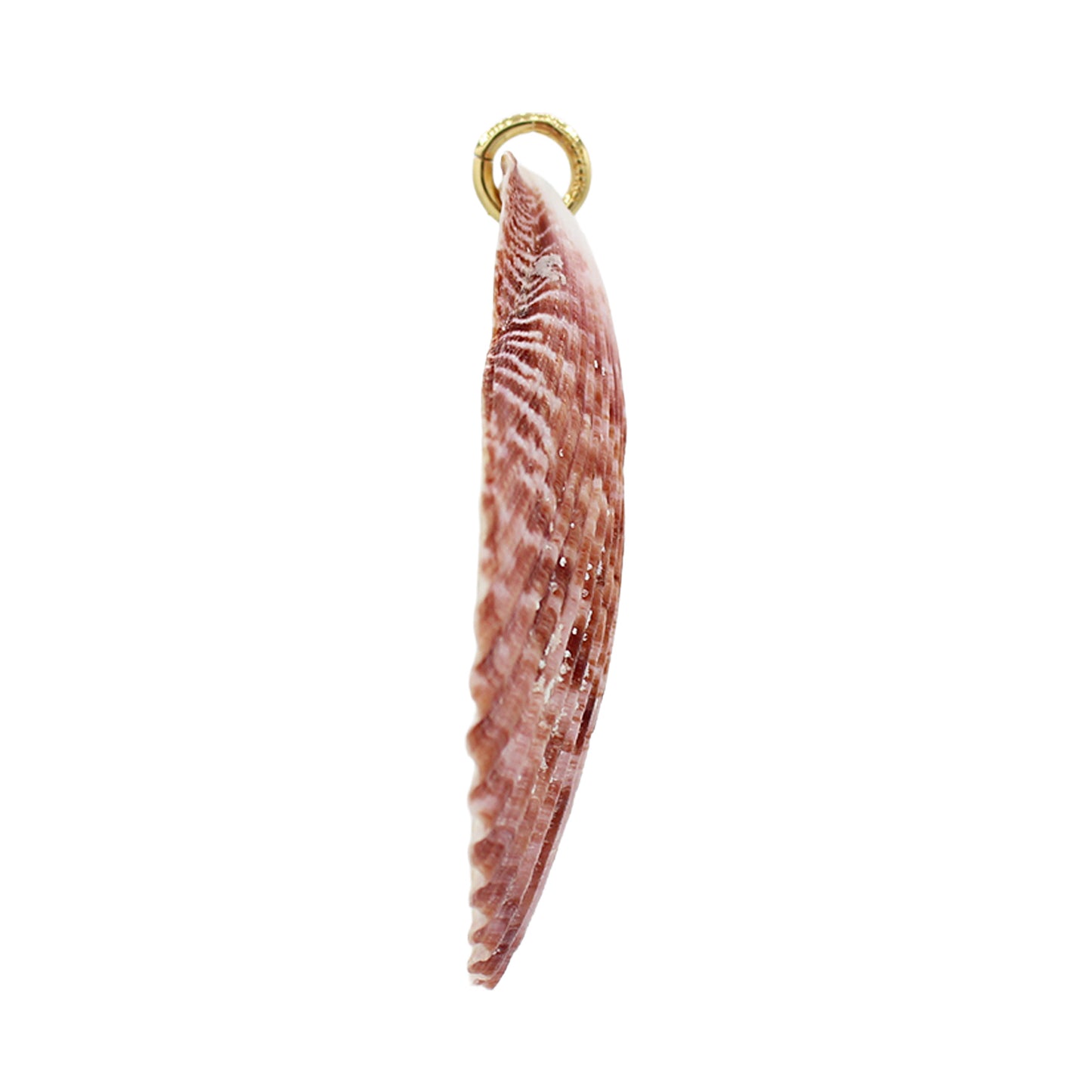 Colossal Shell Pendant Charm- Size Colossal