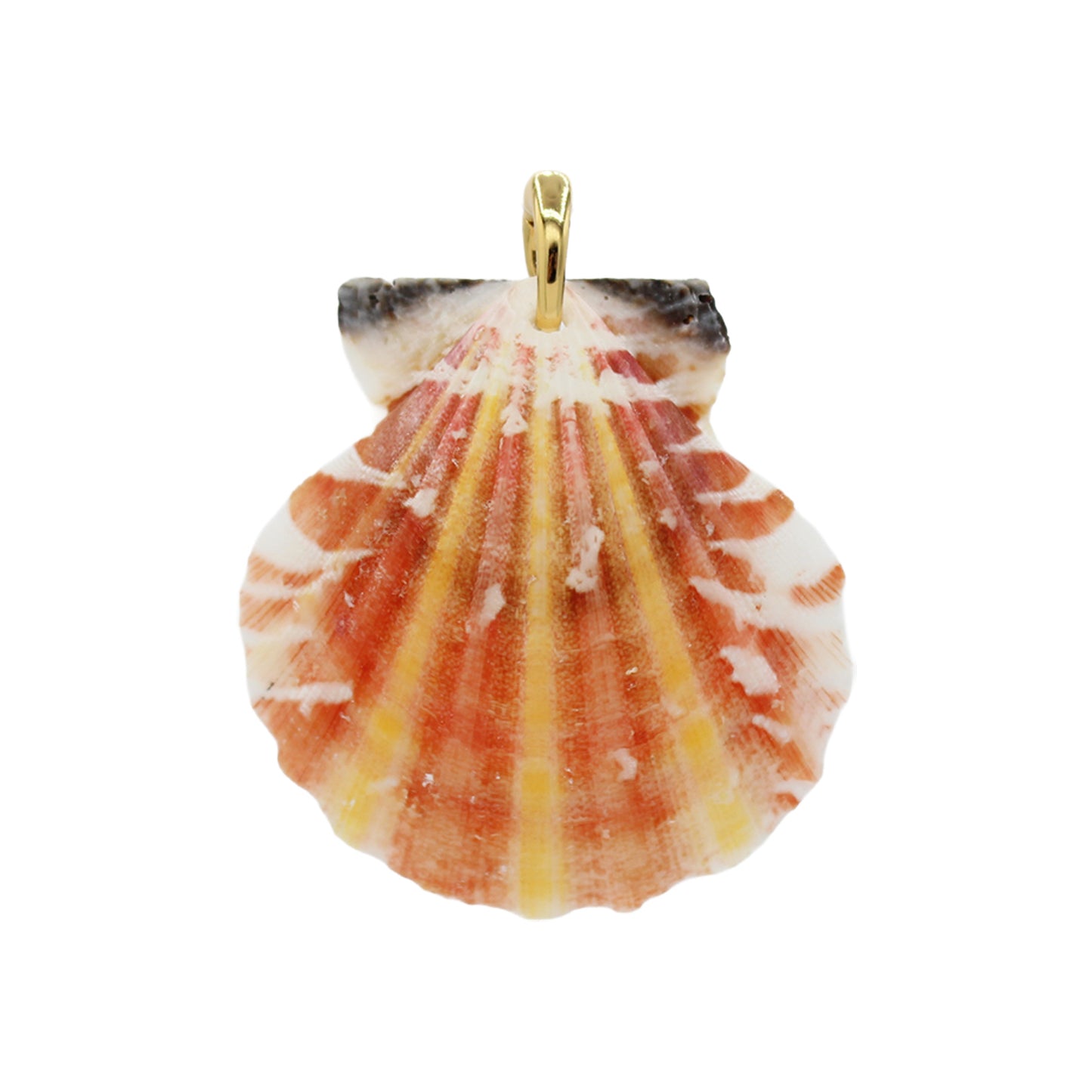 Shell Pendant Charm - Size Medium