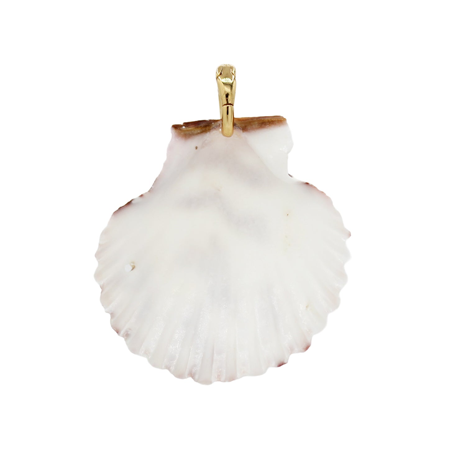 Shell Pendant Necklace -Size Medium