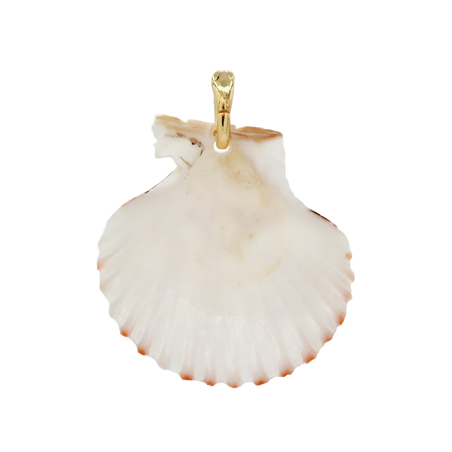 Shell Pendant Necklace -Size Medium