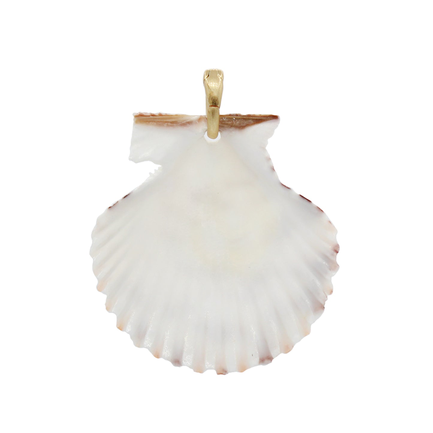 Scallop Shelly Charm- Size Small