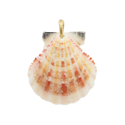 Shell Pendant Charm - Size Medium